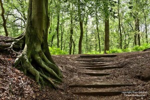 Utrechts Landschap