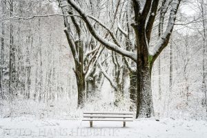 nijmegen-bos-sneeuw